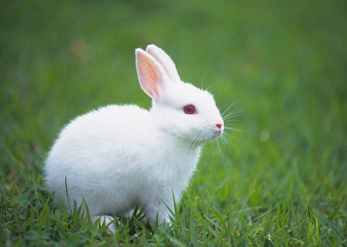 White-Bunny