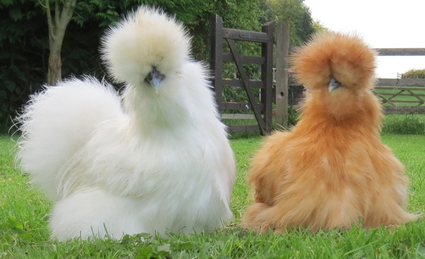 silkie-chickens--30013