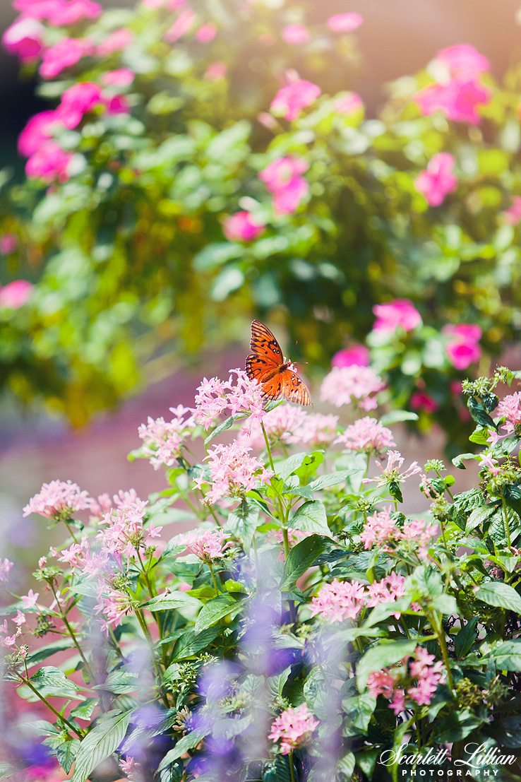 Butterflies were a symbolic thing between my dad and I before he passed away. So it's always so special to seem them fluttering around my garden.