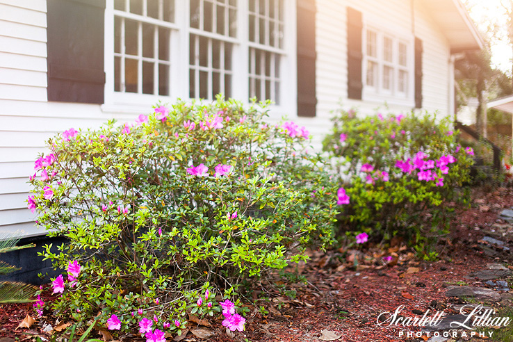 It's that time of year when the Azaleas are starting to bloom and I of course love that they are pink!