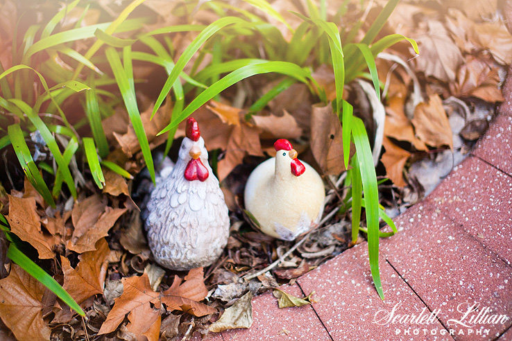 My current chickens until we can add on a chicken coop and have some real life cluckers around the yard!