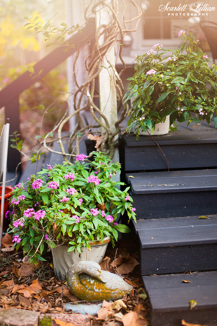 These pentas have survived everything, including the hurricane! Best flowers ever!